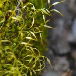 Green Moss